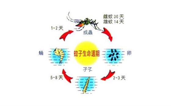 蚊子危害多,我們應(yīng)該如何防治蚊子?