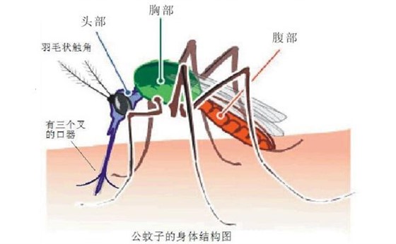 蚊子危害多,我們應(yīng)該如何防治蚊子?