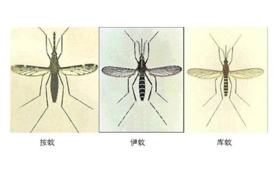 蚊子危害多,我們應(yīng)該如何防治蚊子?