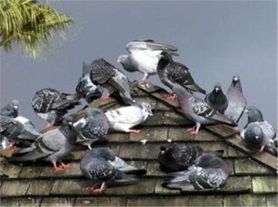 景隆防鳥刺，人道防鳥害！