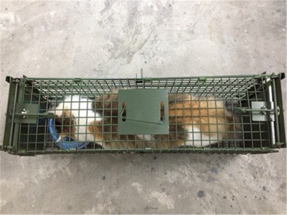 景隆誘捕籠救助流浪貓