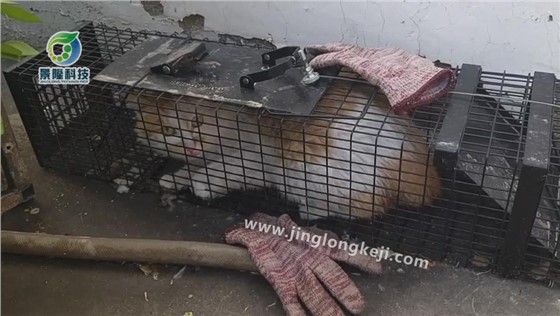 流浪動物救助籠