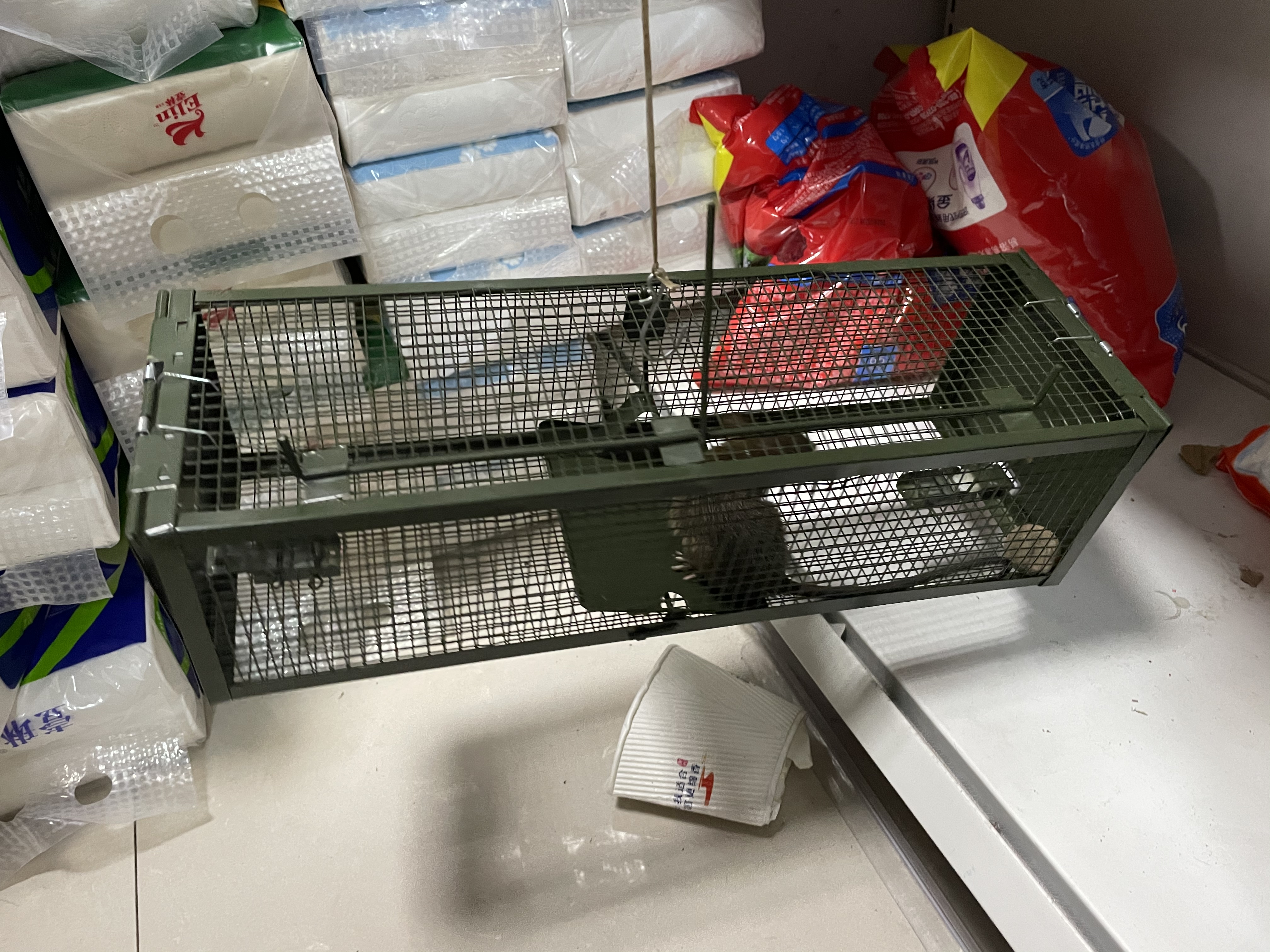 老鼠籠捕鼠需要注意什么