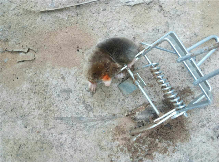 鼴鼠夾